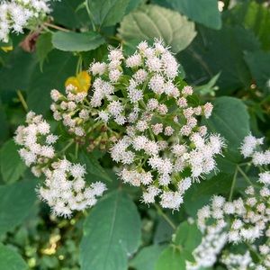 Meet your Posher, Alice